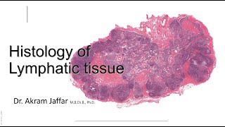 Histology of the lymphatic system [upl. by Luz9]