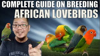 HOW TO BREED AFRICAN LOVEBIRDS COMPLETE GUIDE [upl. by Etoile]