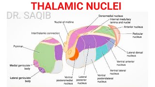 Thalamic Nuclei [upl. by Koby561]