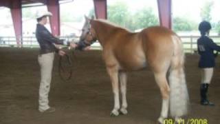 National Haflinger Show 2008 [upl. by Hebrew]