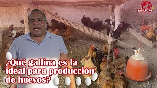 Producción de huevos de gallina 🥚🐔  Alta postura y doble propósito  Granja San Lucas [upl. by Vanhomrigh]