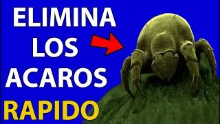 Como ELIMINAR ARCHIVOS BASURA de mi PC Windows 10 ✔️ Limpiar y Optimizar mi PC Sin Programas 👍 [upl. by Llovera306]