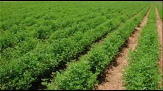 Green Manuring Crops Pakistan part 1 Dr Ashraf Sahibzada [upl. by Kanor73]