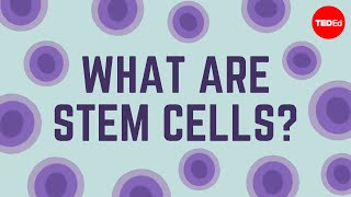 What are stem cells  Craig A Kohn [upl. by Stew493]