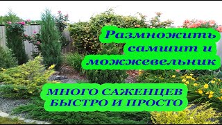 Простой способ размножить самшиты и можжевельники Как быстро получить много саженцев [upl. by Devonna]