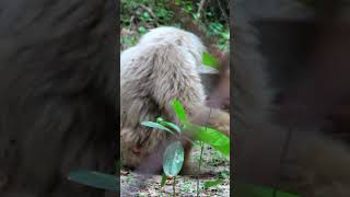 OMG New Baby Pileated Gibbon🎉🎉🎉Laly កូនទោចម្កុជanimals piseygibbon vilog [upl. by Yltnerb369]