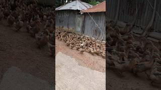 Duck food is found duck shortvideo shorts youtubeshorts viralvideo [upl. by Khan]