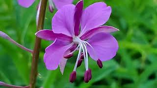 FIREWEED [upl. by Eibob]