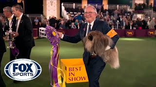 Wasabi the Pekingese crowned Best in Show at 145th Westminster Kennel Club Dog Show  FOX SPORTS [upl. by Arretal]