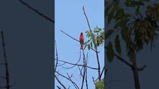 Northern Cardinal Call [upl. by Wendeline]