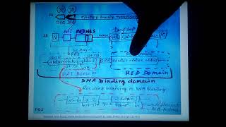 sleeping beauty transposon non viral vector  gene therapy part 6 [upl. by Poyssick]