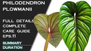 PHILODENDRON PLOWMANII FULL DETAILS AND CARE GUIDE [upl. by Ylerebmik477]