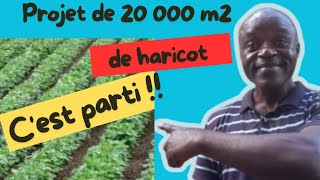 Le haricot à lhonneur près de 160 kg de semences pour 20 000 m2 de haricot 12 [upl. by Neerihs326]