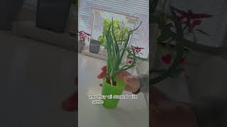 Grow unlimited Spring onions How To Regrow Green Onions [upl. by Einafit487]