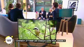 Comment attirer les oiseaux dans mon jardin [upl. by Yreffej]