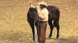 Parelli Natural Horse Training Tip  How to Halter a Horse [upl. by Wallinga]