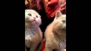 Scottish Fold CAT amp KITTENS Pure Breeders [upl. by Earlie584]