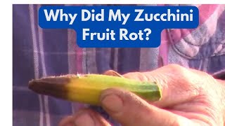 Why Did My Zucchini Fruit Rot [upl. by Ravens]