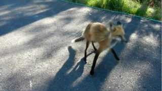 Red foxes eating eggs [upl. by Nunnery]