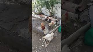 gallinas [upl. by Anomar]