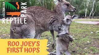 Kangaroo joey takes first hops [upl. by Oettam]