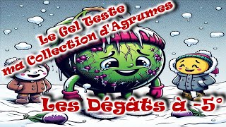 VLOG AGRUME❄️Dégâts à 5°C❄️le Gel 🥶teste ma Collection [upl. by Ased691]