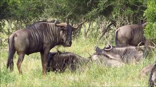 Zuid Afrika Kruger Park 2017 [upl. by Eiramnna]