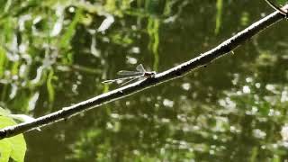 beautiful damselfly damselfly insects entomology macrophotography rspb insectflights nectar [upl. by Acirtap565]