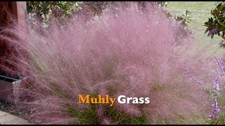 Muhly Grass [upl. by Nnahs]