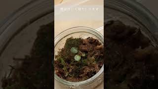 Vlogユキノシタ（Saxifraga stolonifera）成長記録 [upl. by Verney]