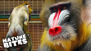 Mandrills Son Crosses the Line with Dads Girlfriend  The Secret Life of The Zoo  Nature Bites [upl. by Elletsirk32]