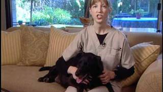 How to Care for a Dog with Degenerative Myelopathy [upl. by Dearman]