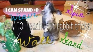 HOW TO Teach your rabbit tricks up turn weave amp walk [upl. by Keiko]