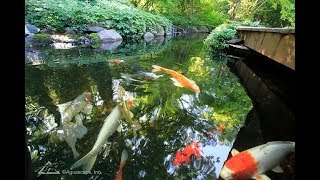 Koi Fish Greenhouse Left To Rot [upl. by Goraud]