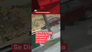 Se dio a la fuga después de atropellar y lastimar a un perro nmas shorts puebla [upl. by Ymmac]