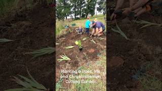 How to plant a perennial cottage cut garden 🌸💜💐 cottagegarden flowerfarmer farmerflorist shorts [upl. by Fleisher]