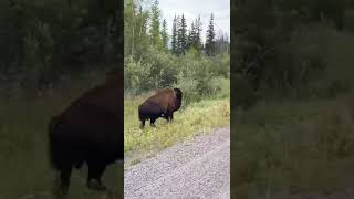 Touron tries to approach massive bison yellowstone yellowstonenationalpark wildlife bison [upl. by Kho]