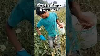 Okra harvesting is Tuesday okra shortsviral khetibadi bhindi farming [upl. by Seidler]