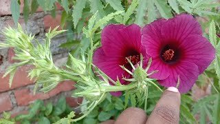 How to grow a kenaf hibiscus flower plant [upl. by Cesaro938]