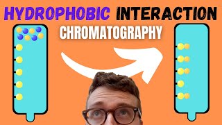 5 Steps of Hydrophobic Interaction Chromatography HIC [upl. by Brogle604]