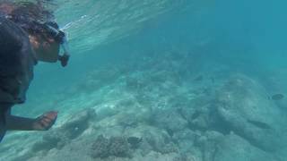 Snorkeling in maldives  Cinnamon dhonveli [upl. by Fong121]