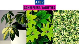 Schefflera Varieties A to Z [upl. by Barrett916]