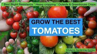 TOMATOES  GROW THE BEST  Best Blight Resistance Heavy Cropping Outside and Greenhouse Crops [upl. by Busby]