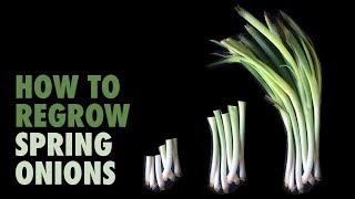 How to regrow Spring Onions in water [upl. by Jodee739]