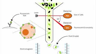 Basic introduction to Flow Cytometry [upl. by Margeaux]