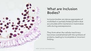 Inclusion Bodies amp Protein Purification Unveiling the Mechanisms for Enhanced Expression amp Recovery [upl. by Eichman]