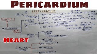 Pericardium  Part 1  Fibrous layer  Thorax Anatomy  TCML [upl. by Nosyt758]