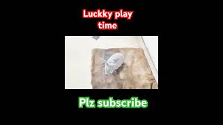 rabbit lucky playing  rabbit videobunny videos [upl. by Rebmak]