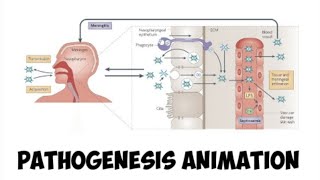 Pathogenesis of Neisseria meningitidis  simplified version [upl. by Eedyah]