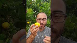 Marañon o Anacardo Mira el video completo aquí httpsyoutubeYiY4v74g1eo plantas frutas campo [upl. by Suzanne]